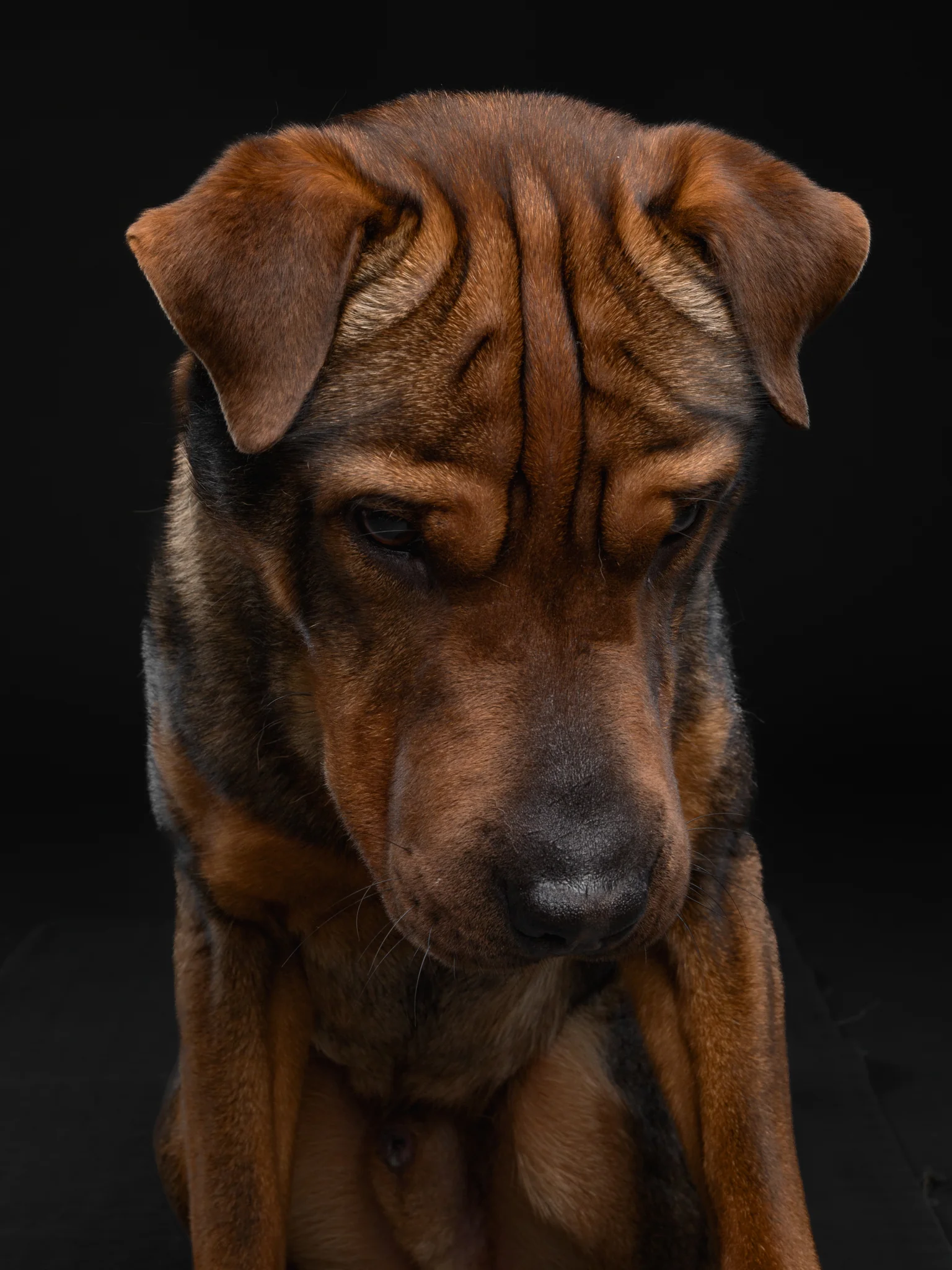 DOGS / STUDIO - more animals-klausdyba-27 - PETS Photography by Klaus Dyba